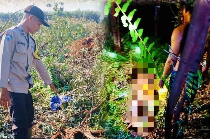 Operator Alat Berat Tewas Diterkan Harimau